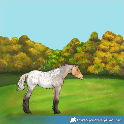 Horse Color:Silver Buckskin Roan Blanket Rabicano 