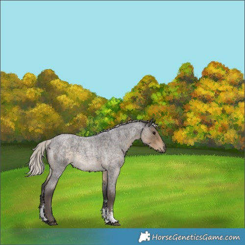 Horse Color:Silver Smoky Blue Roan Sabino Rabicano 