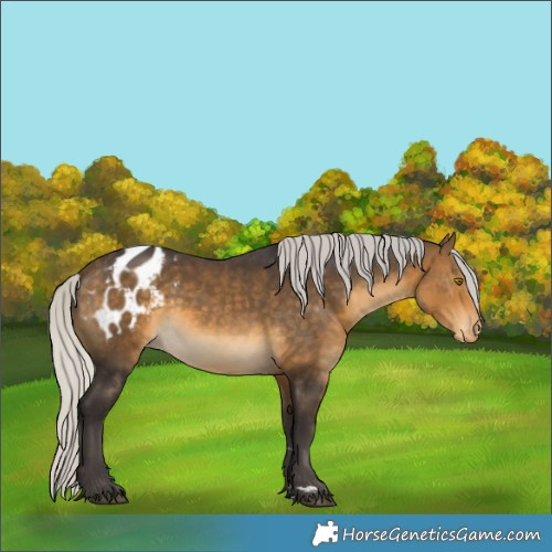 Horse Color:Silver Buckskin Blanket 