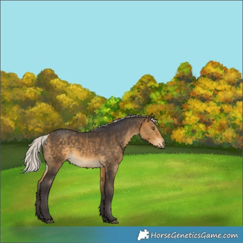 Horse Color:Silver Buckskin Rabicano 