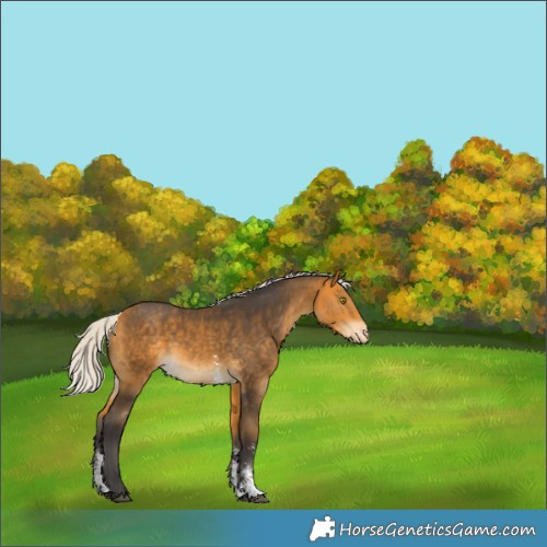 Horse Color:Silver Buckskin Sabino Appaloosa