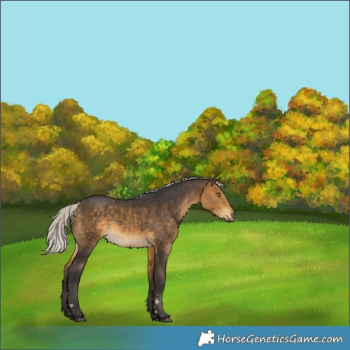 Horse Color:Silver Buckskin Rabicano 