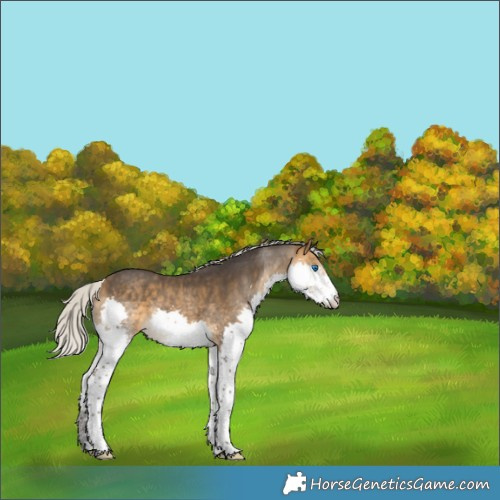 Horse Color:Silver Buckskin Splash 