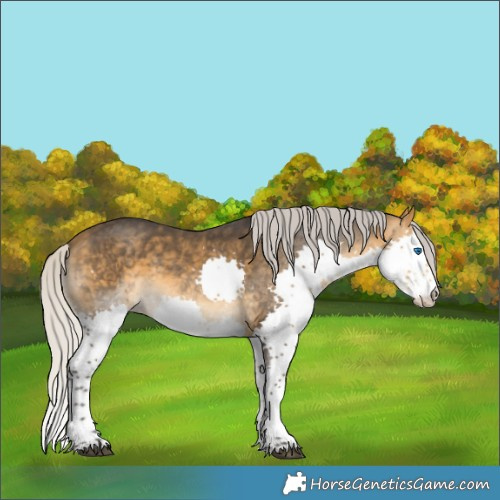 Horse Color:Silver Buckskin Sabino Splash 