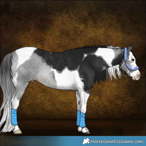 Horse Color:Gray Buckskin Sabino Splash Tobiano Rabicano