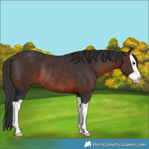 Horse Color:Brown Splash Rabicano