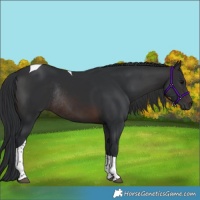 Horse Color:Brown Tobiano Rabicano 