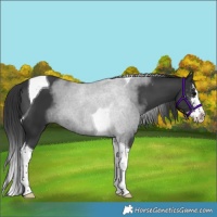 Horse Color:Black Sabino Splash Tobiano Rabicano 