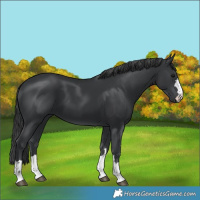 Horse Color:Black 