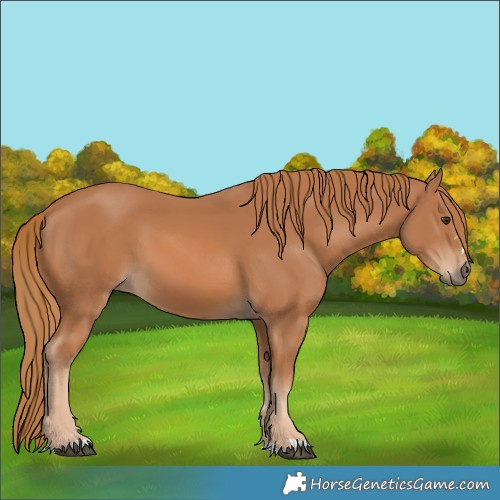 Horse Color:Chestnut 