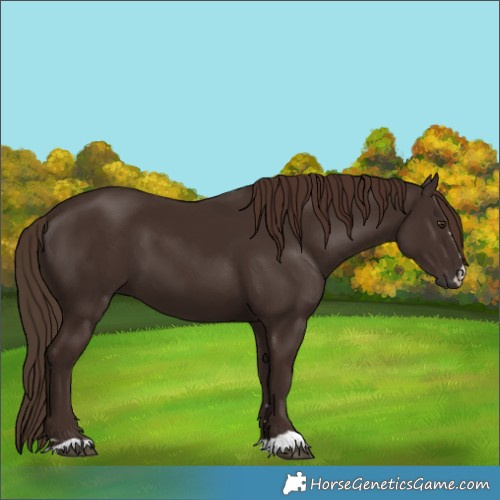 Horse Color:Liver Chestnut 
