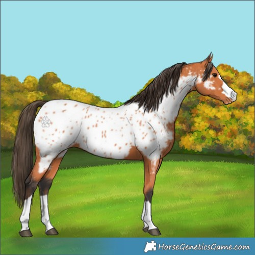 Horse Color:Bay Appaloosa