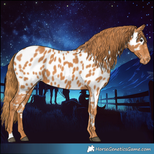Horse Color:Chestnut Appaloosa