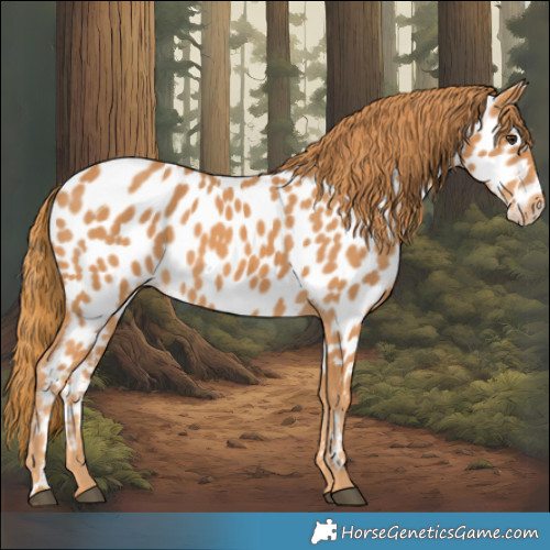 Horse Color:Chestnut Appaloosa 