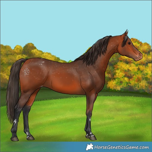 Horse Color:Bay Appaloosa 