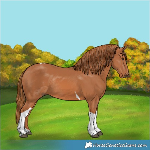 Horse Color:Chestnut Tobiano Rabicano 
