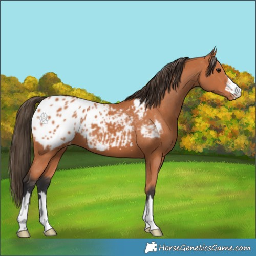 Horse Color:Bay Appaloosa