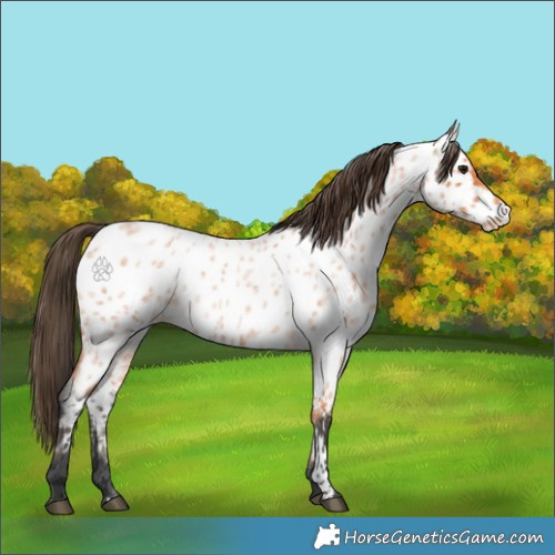 Horse Color:Bay Roan Appaloosa 