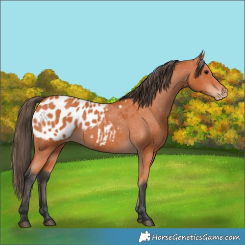 Horse Color:Bay Appaloosa