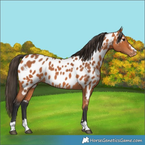 Horse Color:Bay Appaloosa 