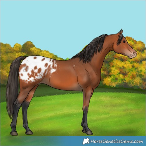 Horse Color:Bay Appaloosa