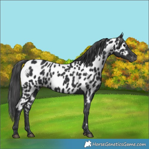 Horse Color:Black Appaloosa