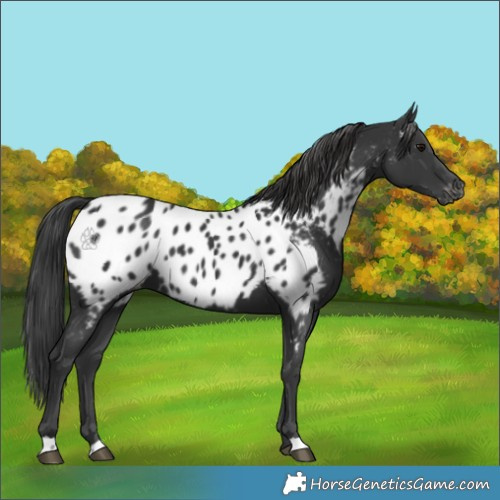 Horse Color:Black Near Leopard