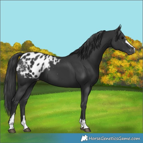Horse Color:Black Appaloosa