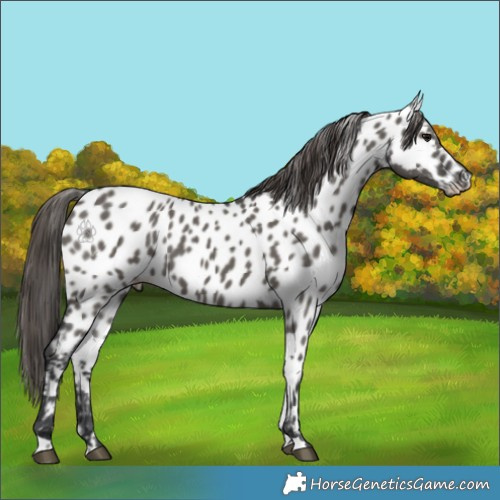 Horse Color:Grullo Near Leopard