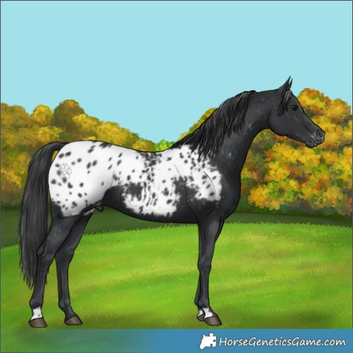 Horse Color:Black Appaloosa