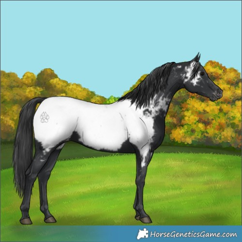 Horse Color:Black Near Fewspot 