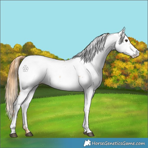 Horse Color:Chestnut Fewspot