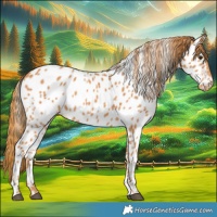 Horse Color:Chestnut Near Leopard 