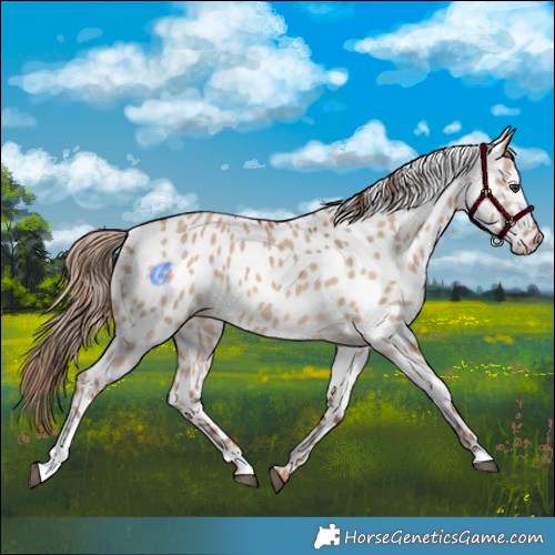 Horse Color:Red Dun Appaloosa 