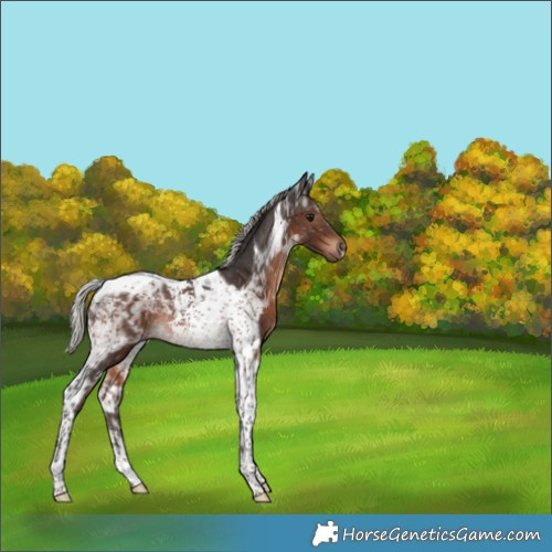 Horse Color:Silver Brown Tobiano Rabicano
