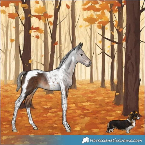 Horse Color:Gray Silver Brown Tobiano Rabicano 