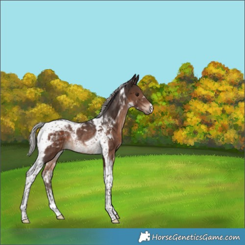 Horse Color:Silver Brown Tobiano Rabicano 