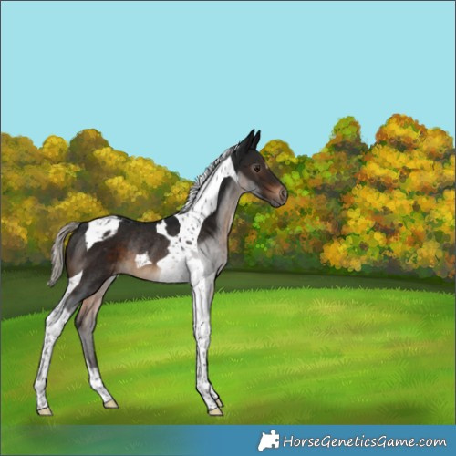 Horse Color:Gray Silver Brown Tobiano Appaloosa Rabicano 