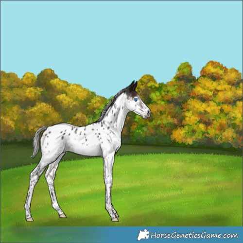 Horse Color:Gray Silver Brown Splash Tobiano Appaloosa Rabicano 