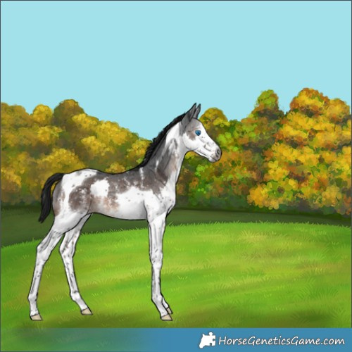 Horse Color:Gray Brown Sabino Splash Tobiano Rabicano 