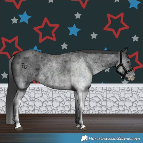 Horse Color:White Spotted Blue Roan 
