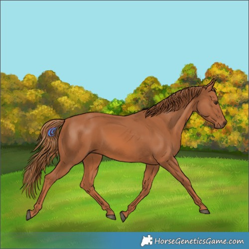 Horse Color:Chestnut Rabicano 