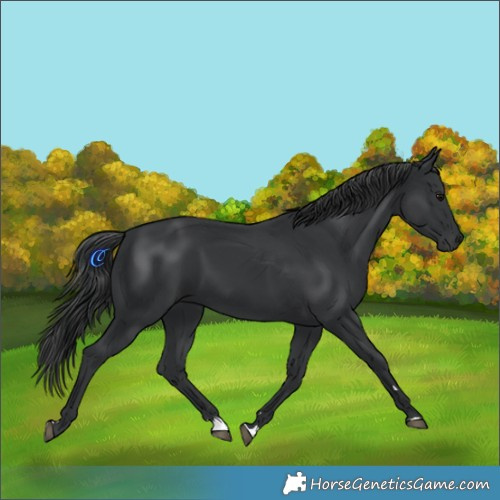 Horse Color:Black Rabicano 