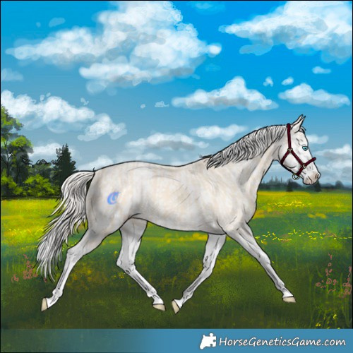 Horse Color:Cremello Splash and Cremello Splash