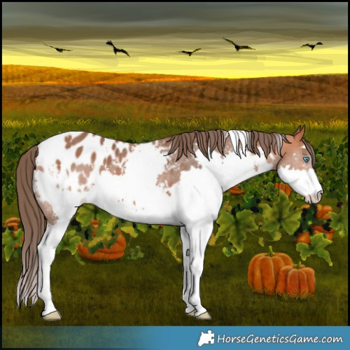 Horse Color:White Spotted Bay Splash Appaloosa