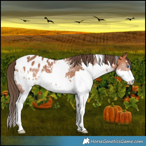 Horse Color:White Spotted Bay Splash Appaloosa
