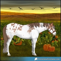 Horse Color:White Spotted Bay Splash Appaloosa