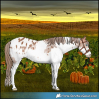 Horse Color:White Spotted Bay Splash Appaloosa 