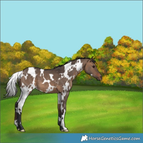 Horse Color:White Spotted Brown Dun 