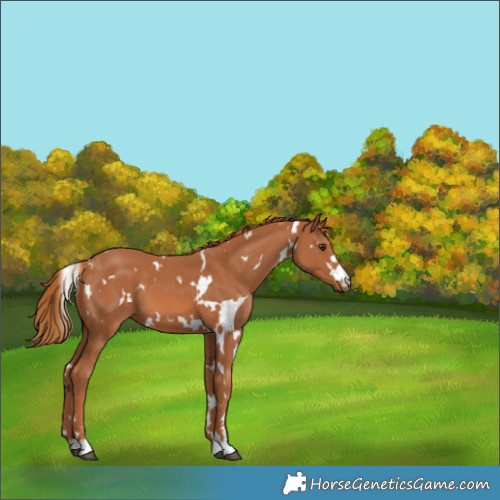Horse Color:White Spotted Chestnut 